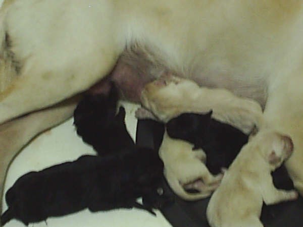 Bella Pups_011.jpg